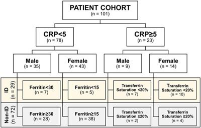 HIF1α-Dependent Induction of TFRC by a Combination of Intestinal Inflammation and Systemic Iron Deficiency in Inflammatory Bowel Disease